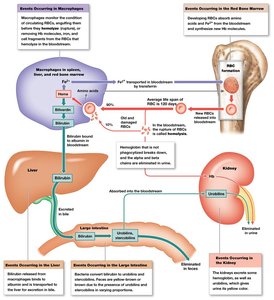 Recycling of red blood cell components