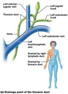 Drainage point of the thoracic duct