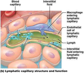 Lymphatic capillary structure and function