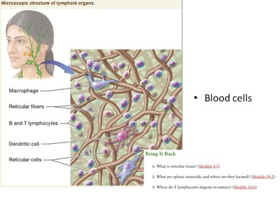 Microscopic structure of lymphoid organs