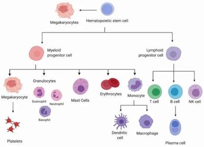 Thymus location and structure in newborn and adult