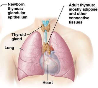 Structure of adult thymus
