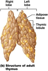 Section through a lymph node