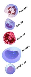 Types of white blood cells