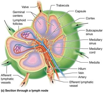 Gross structure of the spleen