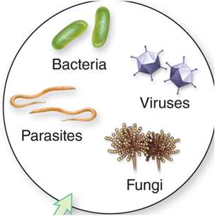 Pathogens: bacteria, viruses, parasites, fungi