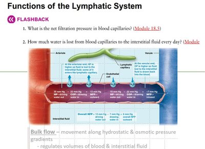 Diagram showing bulk flow and fluid exchange in capillaries
