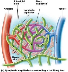 Lymphatic capillaries surrounding a capillary bed
