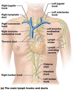Main lymph trunks and ducts