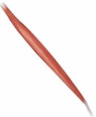 Fusiform muscle shape