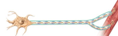 Motor neuron innervating muscle fibers