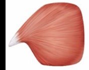 Convergent muscle shape