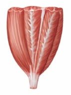 Multipennate muscle shape