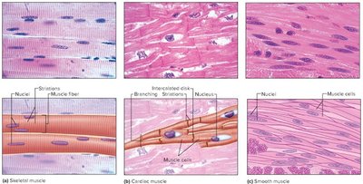 Comparison of Skeletal, Cardiac, and Smooth Muscle under Light Microscopy