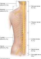 Overview of spinal nerves