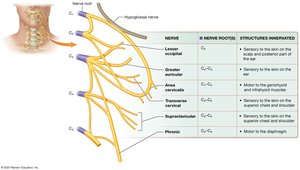 The cervical plexus