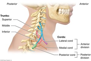 Brachial plexus trunks and cords