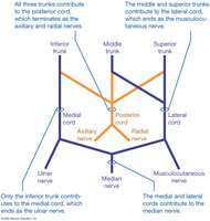 Brachial plexus sorting diagram