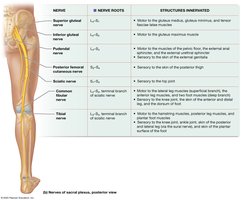 Sacral plexus nerves (dissection)