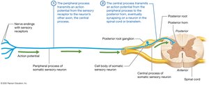 Somatic sensory neuron structure and function