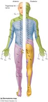Dermatome map
