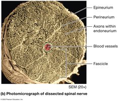 Photomicrograph of dissected spinal nerve