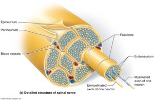 Detailed structure of spinal nerve