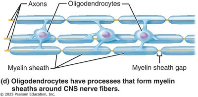 Oligodendrocytes forming myelin sheaths in CNS