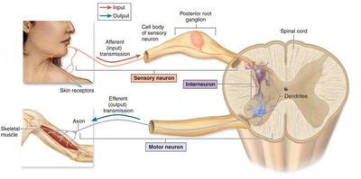 Functional classes of neurons: sensory, motor, interneuron