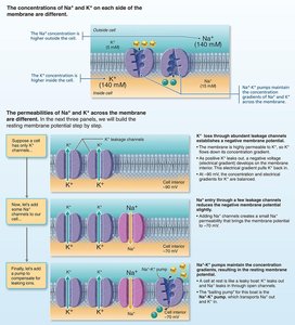 Diagram of ion channels and resting membrane potential