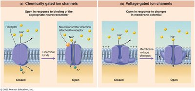 Chemically and voltage-gated ion channels