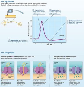 Cycle of action potential events