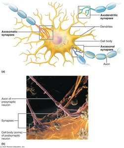 Structure of a chemical synapse