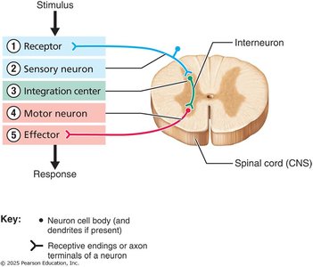 Diagram of parallel neural processing