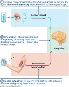 Flowchart of sensory input, integration, and motor output