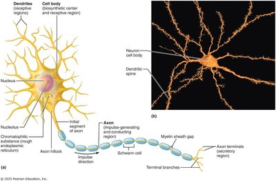 Structure of a neuron with labeled dendrites, cell body, and axon