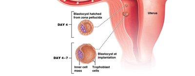 Blastocyst structure with inner cell mass and trophoblast