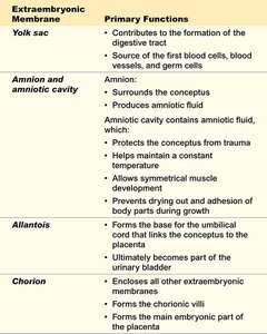 Table of extraembryonic membranes and their functions