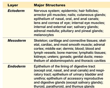 Table of germ layers and their derivatives