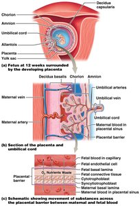 Placenta and umbilical cord structure