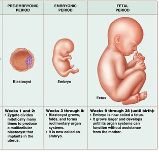 Developmental stages: blastocyst, embryo, fetus
