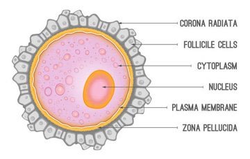 Structure of the oocyte with labeled layers