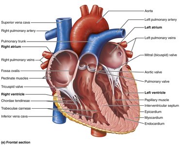 Gross anatomy of the heart (frontal section)