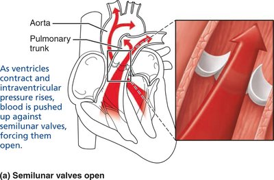 Semilunar valves open