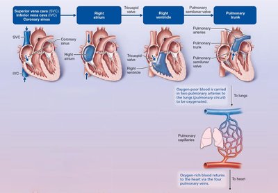 Blood flow through the heart (pulmonary circuit)