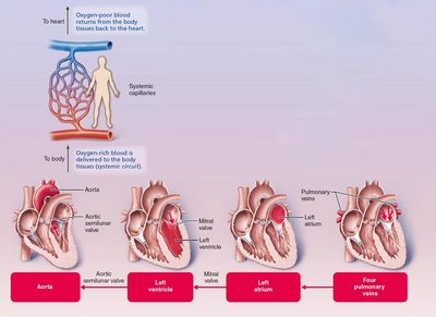Blood flow through the heart (systemic circuit)