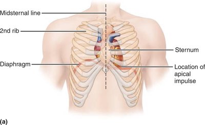 Location of the heart in the mediastinum (anterior view)