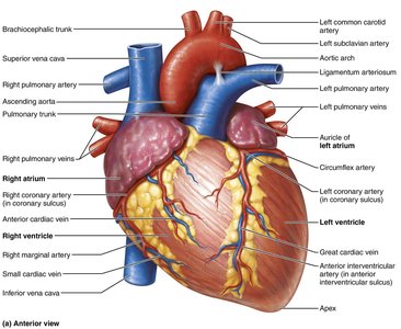 Gross anatomy of the heart (anterior view)