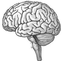 Blank External Brain For Labeling