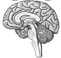 Blank Internal Brain For Labeling